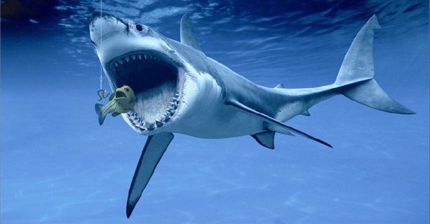 Sea life Shark